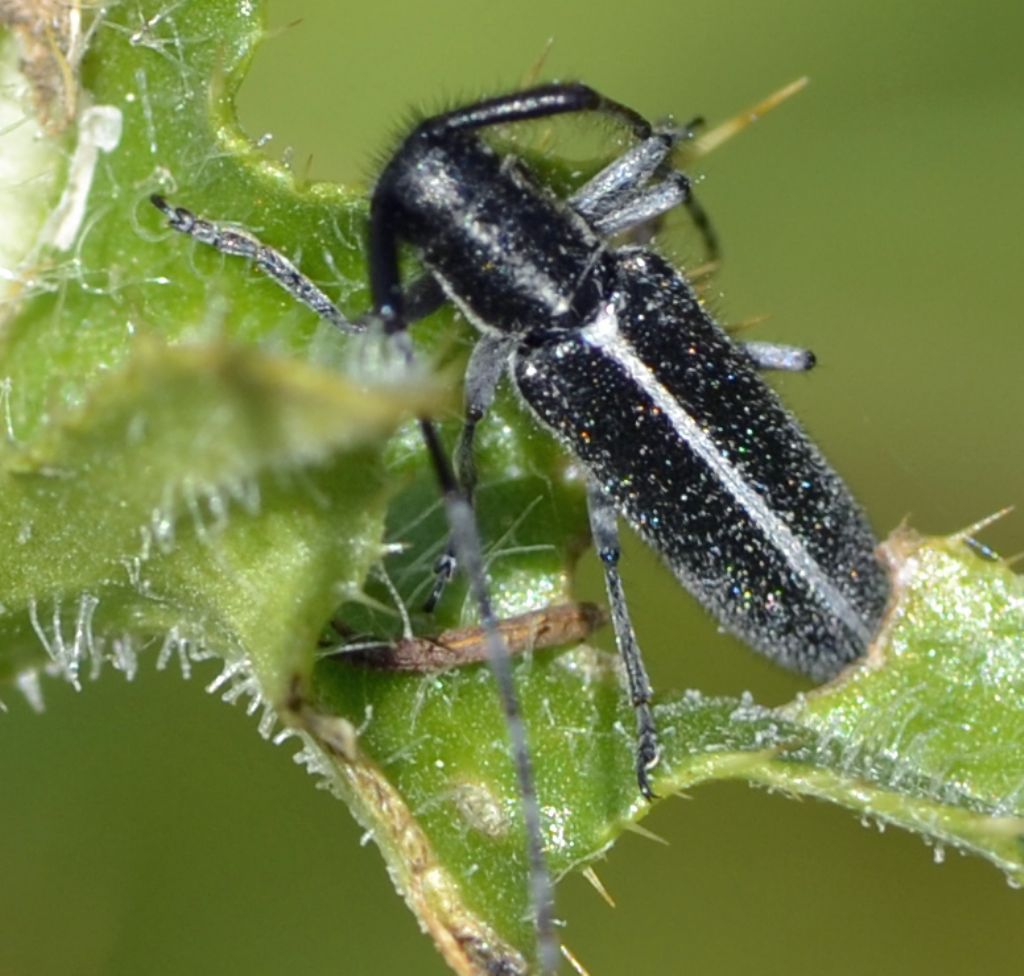 Agapanthia cardui?